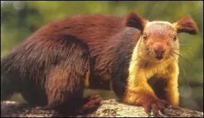 Comment s'appelle cet cureuil gant de l'Inde qui pse 2 kilos voire plus ?