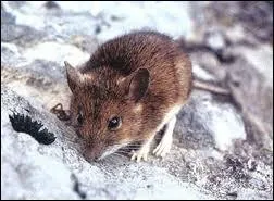 Quel est ce rongeur qui vit dans les champs ?