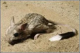 Quel est ce rongeur qui vit en Afrique et en Asie et qui peut faire des bonds de 3 mtres ?