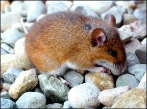 Quel est ce petit rongeur qui a les oreilles et le museau plus arrondis que ceux de la souris, qui vit en couple, sous terre dans les galeries qu'il creuse ?