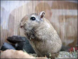 Quel est ce rongeur originaire de Mongolie qui boit et urine trs peu ?