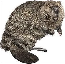 Quel est ce rongeur aux 4 dents trs longues ?