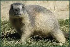 Quel est ce rongeur qui siffle et qui hiberne ?