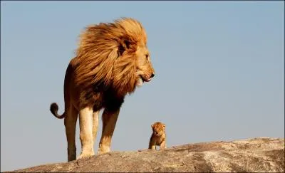 Lorsqu'un lion conquiert un territoire, aprs avoir vaincu le mle dominant, il cherche  tuer tous les lionceaux !