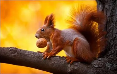 Alors, cureuil gris ou cureuil roux ?