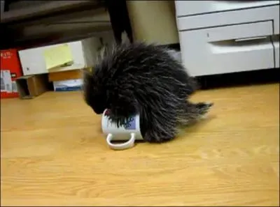 Terrestre ou arboricole, il ne vit pas en Australie !