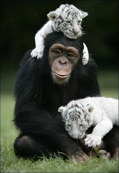 Les compagnons du chimpanz sont ...