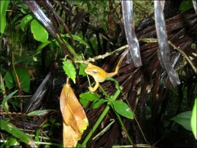 La grenouille est un reptile !