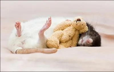 Alors, lapin ou rat ?