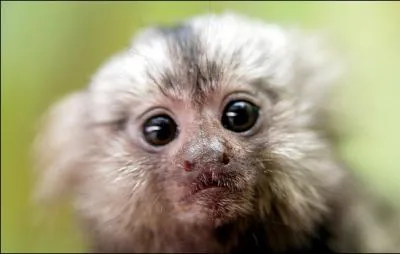 Celui-ci est un singe de Madagascar !