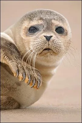 Des phoques vivent aussi en eau douce !