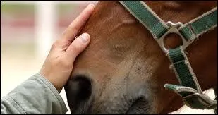 Je suis un vtrinaire spcialis chez le cheval. Qui suis-je ?