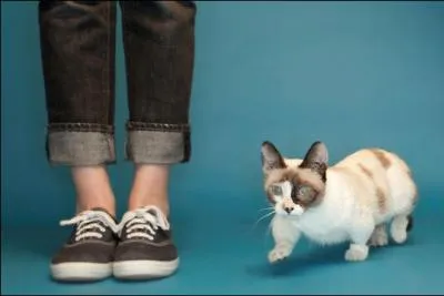 Combien de centimtres mesure le chat le plus petit ? (C'est incroyable ! )