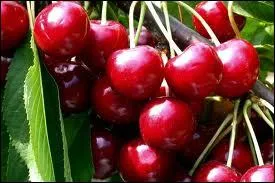 Les cultivars de cerises douces ressemblent aux formes du 'Prunus avium sauvage'. On les trouve dans le Caucase, dans toute l'Europe tempre, et dans le Nord de la :