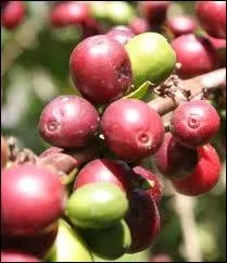 La cerise est galement le fruit du :