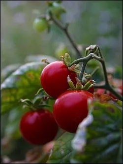 Concernant les varits de tomates  petits fruits, on parle aussi de la :