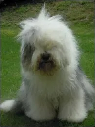 Ce Bob trs chevelu est Bob ?