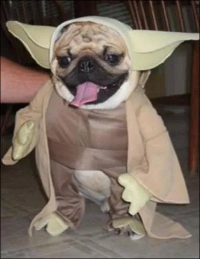 Quelle la race de ce petit chien dguis en Matre Yoda ?