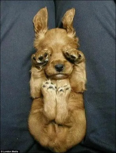 Une chienne peut avoir de l'instinct maternel pour un bb !