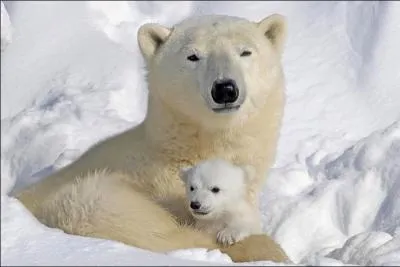 L'ourse polaire accouche sous la glace !