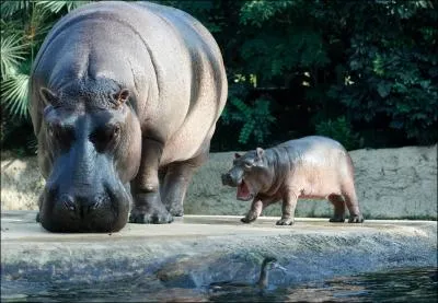 Maman hippopotame ne s'accouple que dans l'eau !
