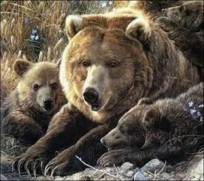 Les oursons quittent leur mre au bout d'environ ...