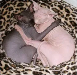 Quelle est cette race de chat ?