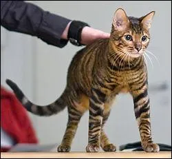 Quelle est cette race de chat ?