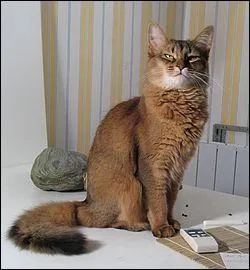Quelle est cette race de chat ?