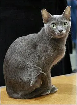 Quelle est cette race de chat ?