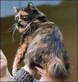 Quelle est cette race de chat ?