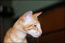 Quelle est cette race de chat ?