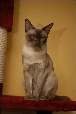 Quelle est cette race de chat ?