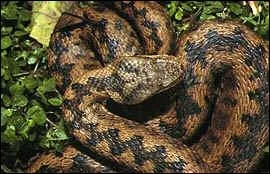 Quel est ce serpent ?