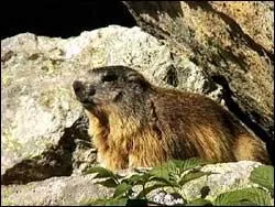 Quel est cet animal ?