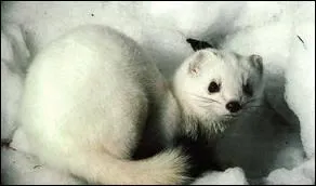Quel est ce beau mustelid photographi en hiver ?