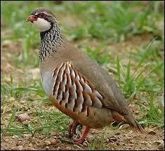 Quel est ce gallinac ?