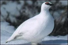 Quel est cet oiseau ?