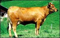 Quelle est cette vache ?