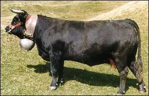 Quelle est celle-ci que l'on trouve en Suisse dans le canton du Valais et dans la Valle de Chamonix ?