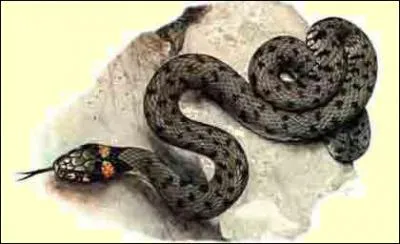 Quel est ce reptile ?