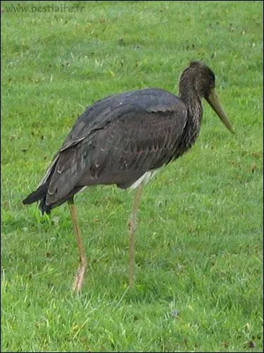 Comment se nomme cette cigogne ?