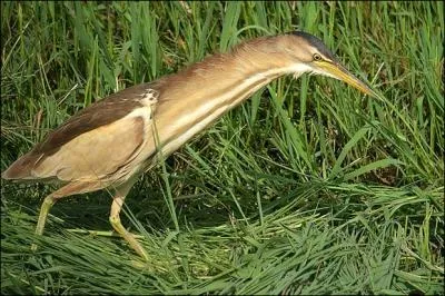 Comment se nomme cet oiseau ?