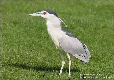 Comment se nomme ce hron ?