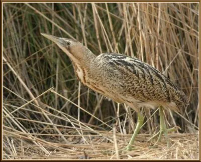 Comment se nomme cet oiseau ?