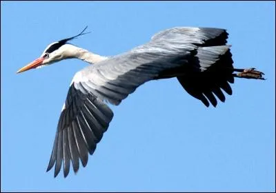 Comment se nomme ce hron ?