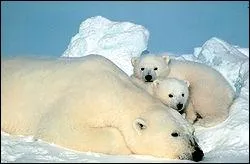 Quelle est cette espce d'animal ?