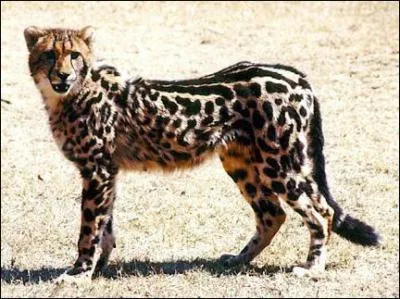 Quelle est cette espce d'animal ?