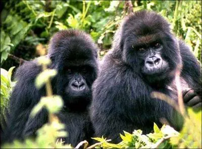 Quelle est cette espce d'animal ?