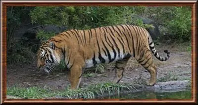 Quelle est cette espce d'animal ?